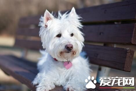 西高地白梗老实吗 西高地白梗是较为老实的