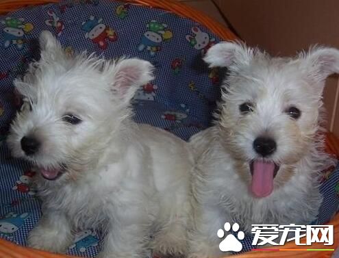 西高地白梗多大美容 狗狗几个月之后就能美容了