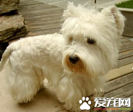 西高地白梗犬喜欢吃什么 猪骨最容易给犬吸收