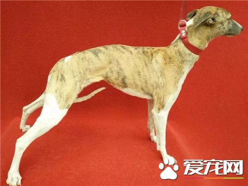 惠比特怎么训练回叼 完成了某一个动作就要多表扬