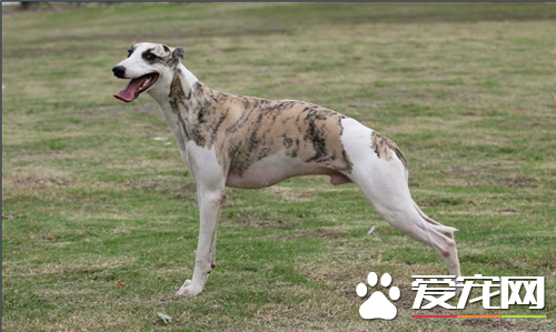 惠比特怎样训练速度 力量是训练中的重中之重