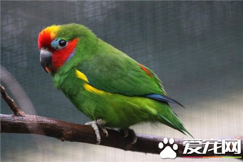 爱德华无花果鹦鹉怎么样 这类鹦鹉的生活习性