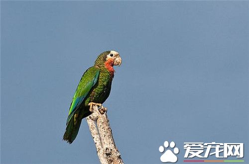 古巴亚马逊鹦鹉怎么样 古巴亚马逊鹦鹉外形特征