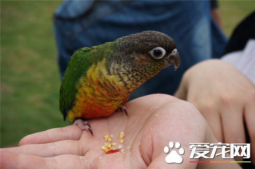 林肯港鹦鹉怎么样 它是鹦鹉种类中的佼佼者