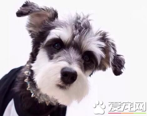 雪纳瑞智商高么 雪纳瑞是特别聪明的狗狗