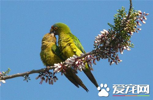 桃额锥尾鹦鹉价格 价格大概在1000元左右