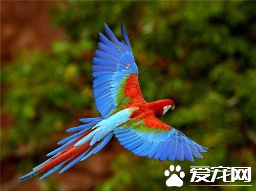 金刚鹦鹉幼鸟价格 五彩金刚鹦鹉价格可达六万