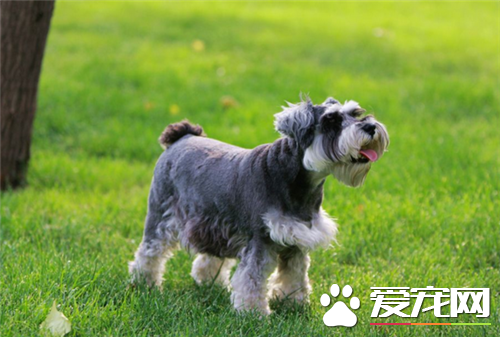 雪纳瑞智商高么 雪纳瑞是特别聪明的狗狗