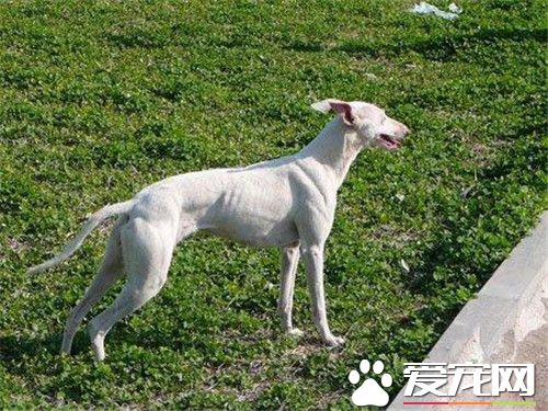 惠比特幼犬饲养 每天应该有肉类350到400克