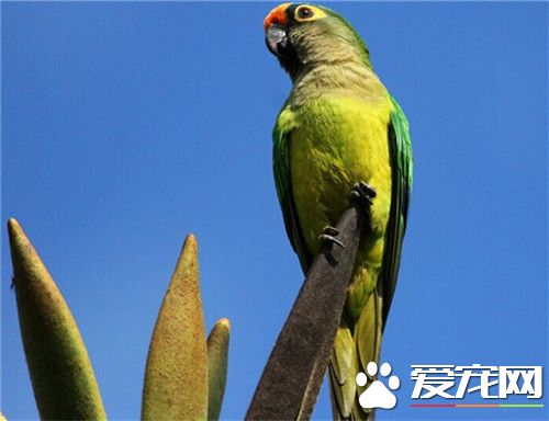 桃额锥尾鹦鹉价格 价格大概在1000元左右