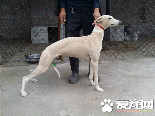 惠比特凶猛吗 惠比特犬是真正的运动型猎犬
