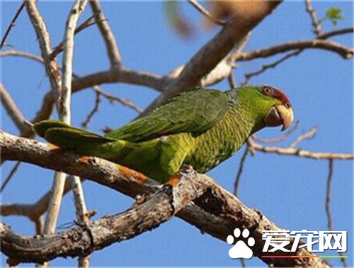 紫冠亚马逊鹦鹉怎么样 羽色鲜艳而且外表帅气