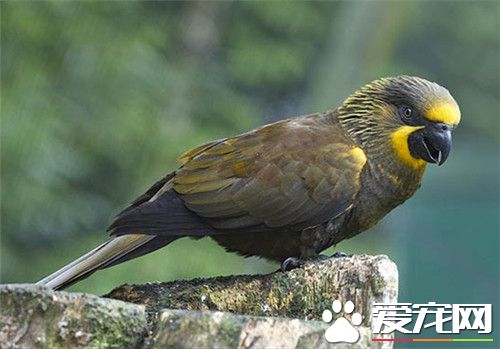 黄额鹦鹉价格 价格在800-1500元的范围内