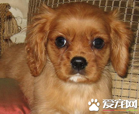 查理士王小猎犬聪明吗 狗狗的性格介绍