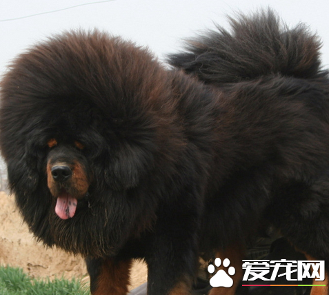 藏獒的寿命 藏獒的寿命一般是在10-16年左右