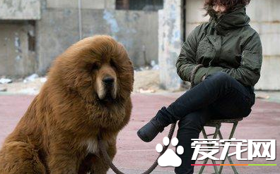 藏獒多厉害 藏獒的战斗力到底有多强