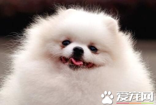 博美犬好饲养吗 博美犬的饲养重点是什么