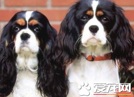 查理士王小猎犬聪明吗 狗狗的性格介绍