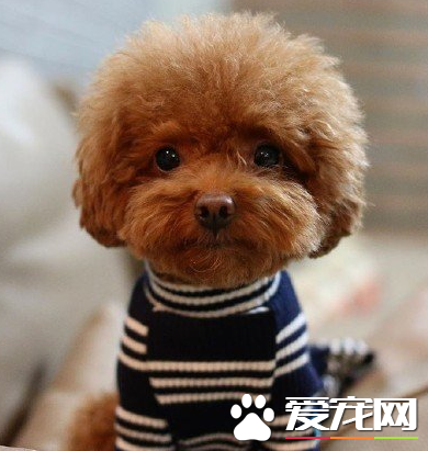 不纯泰迪犬多少钱一只 泰迪犬的价格贵吗