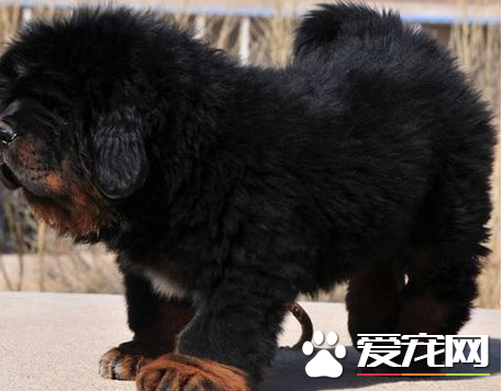 藏獒的区别 藏獒跟其它狗狗之间的区别