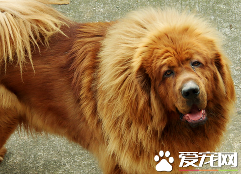 藏獒怀孕期 藏獒怀孕与其他狗狗的不同