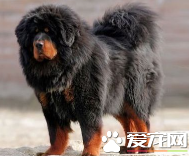 藏獒的叫声 藏獒所有叫声分别代表的含义