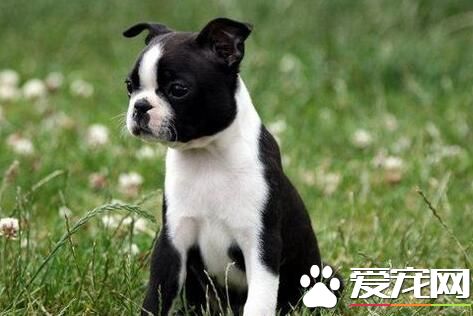 波士顿梗的出生率 波士顿梗的出生率是比较高的