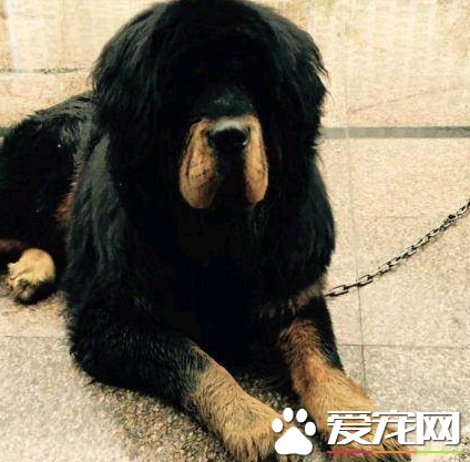 藏獒忠诚吗 藏獒一生中会只认一个主人吗