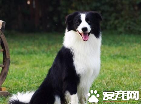 边境牧羊犬在中国哪里有卖 一般在西藏还有宠物店