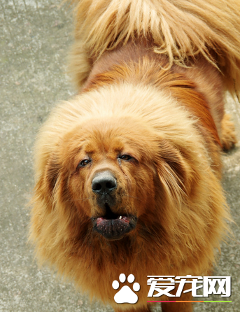 藏獒分几系 按藏獒的主要产区划分有三种