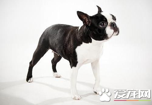 波士顿梗的价格区间 在1500-2000元左右