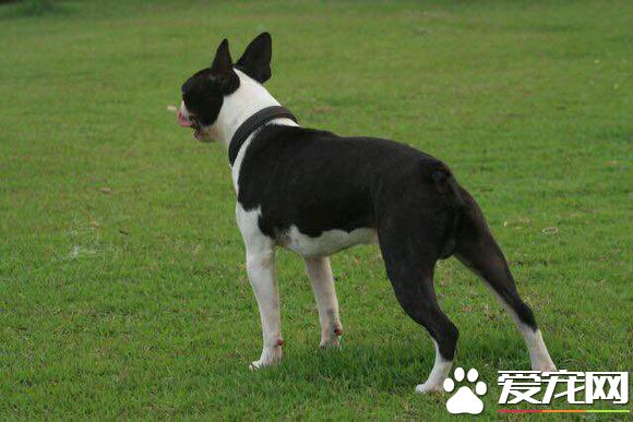 波士顿梗跟法斗哪个贵 还是法斗价格比较贵