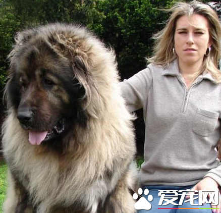 藏獒多厉害 藏獒的战斗力到底有多强