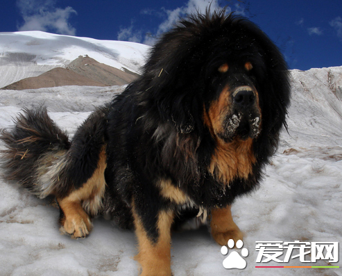 藏獒的寿命 藏獒的寿命一般是在10-16年左右