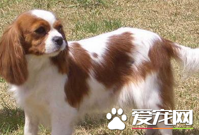 查理士王小猎犬报价 价格大约为1000到3000元