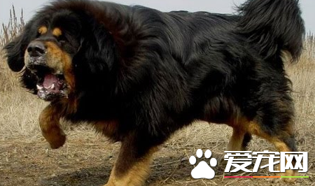 藏獒的重量 藏獒体重能够达到68至80多公斤