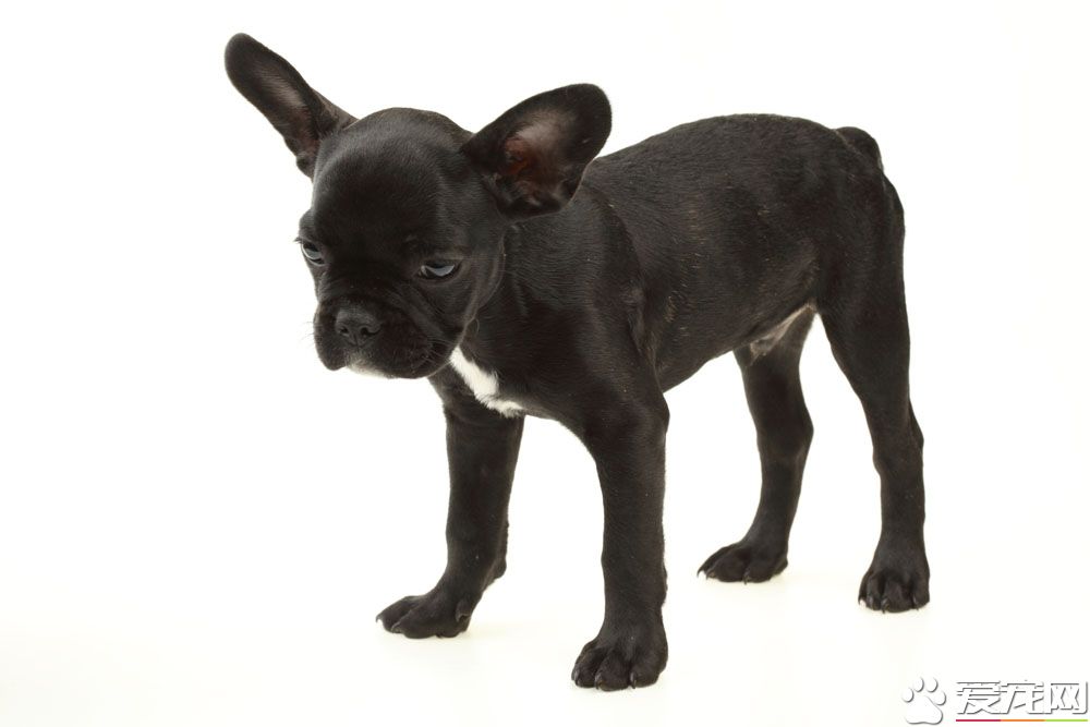 波士顿梗跟法斗哪个贵 还是法斗价格比较贵