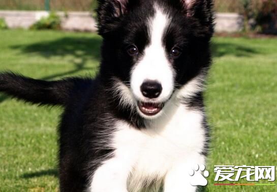 边境牧羊犬幼崽价格 边境牧羊犬总体价位