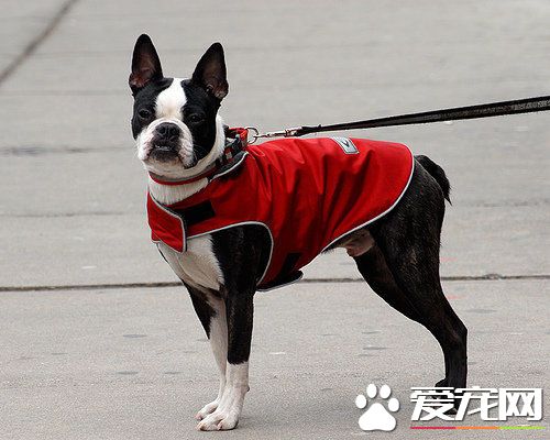 波士顿梗的优缺点 波士顿梗的性格又是什么