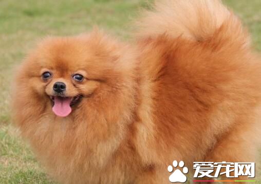 博美犬会长大吗 博美犬的主要特点