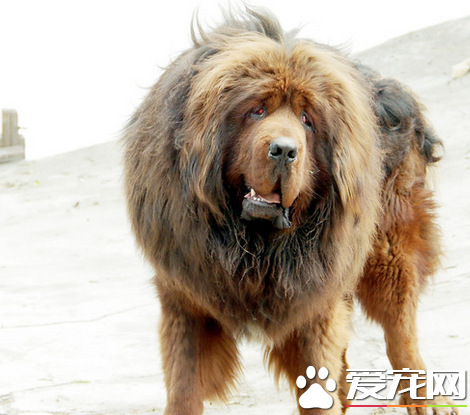 藏獒忠诚吗 藏獒一生中会只认一个主人吗