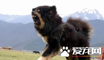 藏獒幼犬价格 地域决定藏獒犬价格多少