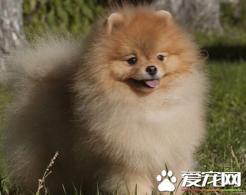 博美犬会长大吗 博美犬的主要特点