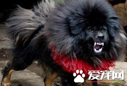 藏獒大还是纽芬兰犬大 这两个狗狗谁厉害