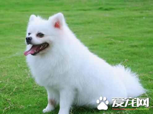 博美犬会长大吗 博美犬的主要特点