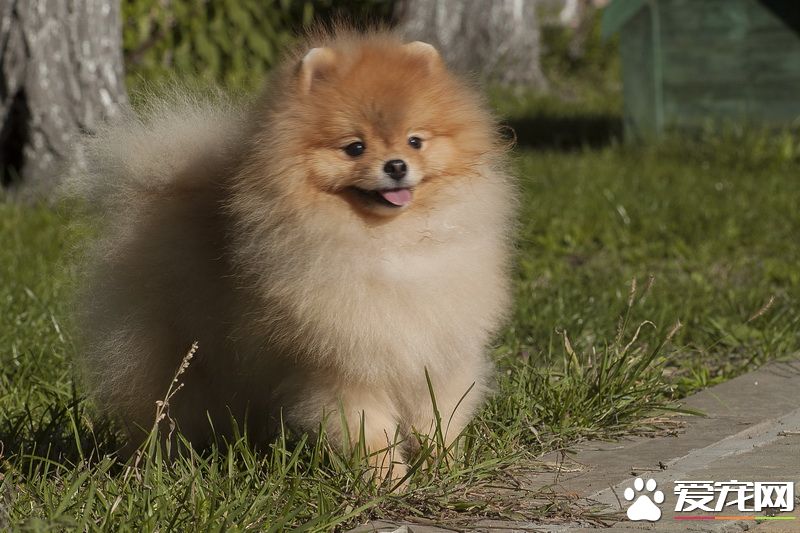 博美犬为什么吐 呕吐是很多疾病的先兆症状