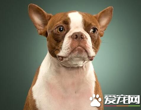 波士顿梗的价格区间 在1500-2000元左右