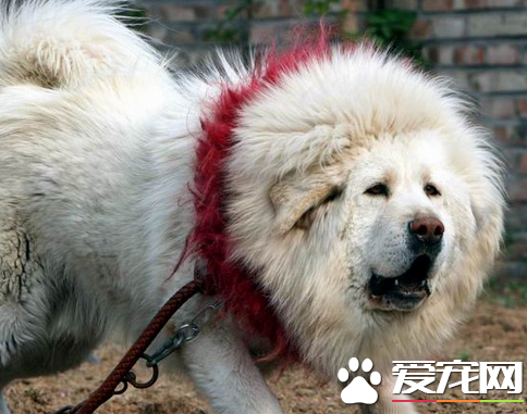 藏獒的鉴别 如何判断藏獒的健康标准