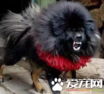 藏獒的叫声 藏獒所有叫声分别代表的含义