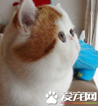 都叫我塌鼻子，再也不去学校了